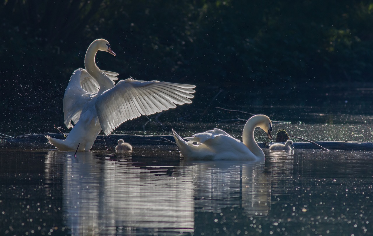 The Best Bird Watching Spots in Acadia National Park